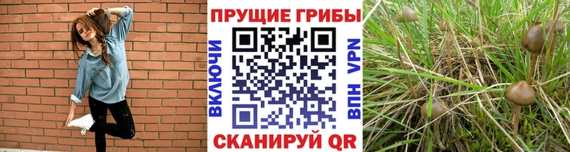 где можно купить наркотик  KRAKEN зеркало  Галлюциногенные грибы MAGIC MUSHROOMS  Чекалин 